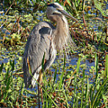 Great Blue Heron