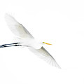 Great Egret 41A Photograph by Sally Fuller