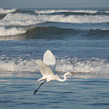 White Egret in Flight over the Ocean by Matthew DeGrushe