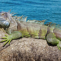 Green Iguana on a Rock by the Sea by Kelley King