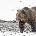Grizzly Bear in snow by Rehna George