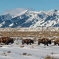 Gros Ventre Bison I