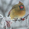 Grouchy Female Cardinal