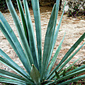 Hacienda Ochil Agave