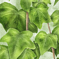 Hand-Drawn Ivy Leaves Wall Art A Botanical Masterpiece