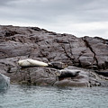Harbour Seals by Nicholas Blackwell