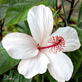 Hawaiian White Hibiscus by Charlie Osborn