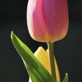 Tulips II by D Lee