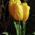 Tulips III by D Lee