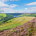 Heather on Derwent edge, Derbyshire Peak District, England