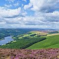 Heather on Derwent edge, Peak District, England