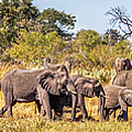 Herd of Elephants on the Way to Watering Hole Photograph by Elvira Peretsman