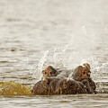 Hippo Emerging from Chobe River 2 by Natural Focal Point Photography