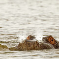 Hippo Emerging from Chobe River by Natural Focal Point Photography
