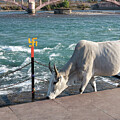 Holy Cow, Haridwar by Sanjay Marathe