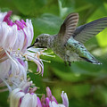 Honeysuckle Hummingbird by Mary Jo Allen