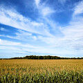 Horizon's Embrace A Serene Landscape of Corn Fields and Sky