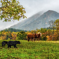 Horses, Bears and Beautiful Mountains in Cades Cove by Jimmy Pappas