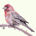 House Finch Watercolor