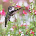 Hummingbird Flutters Near Vibrant Blooms by Mary Jo Allen