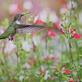 Hummingbird in Blooming Garden by Mary Jo Allen