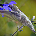 Hummingbird in Mid-flight Near Purple Flowers by Mary Jo Allen