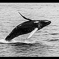 Humpback Triptych Photograph by Sally Fuller