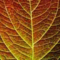 Hydrangea Leaf in Fall by Chad Thunberg