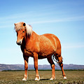 Icelandic Horse 1 by Nicholas Blackwell