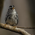 Img3383_20230127 by RD Allen