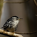 Img3403_20230127 by RD Allen