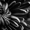 Intricate details by Nova Rae