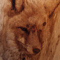 Intricate Fox Portrait on Wood by Andre Petrov