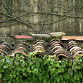 Ivy and Roof Tiles by Lisa Chorny