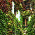 Ivy Covered Walls by Lisa Chorny