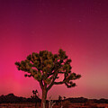 Joshua Tree with Aurora Borealis 2