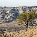 Juniper on the Ridge by Amanda R Wright