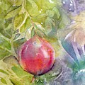 Kate's Pomegranate 