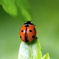 Ladybug on a Green Leaf by Anorel
