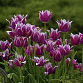 Lavender Tulip Cascade
