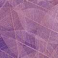 Leaves Abstract Nature Purple