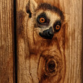 Lemur Engraved in Wood by Andre Petrov