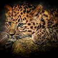Leopard Cub