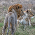 Lions in the Grasslands by Marcy Wielfaert