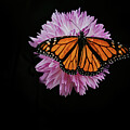 Living Monarch by Nova Rae