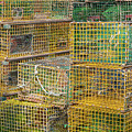Lobster Pots by Donna Twiford