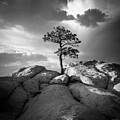 Lone Conifer in the Badlands