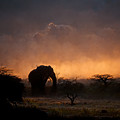Lone Elephant in an African Desert at Dawn by John Twynam