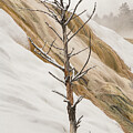 Lonely Tree in Snowy Landscape by Marcy Wielfaert
