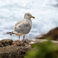 Lonesome Gull by Donna Twiford